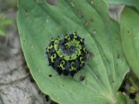 0004 Kleines Nachtpfauenauge